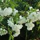Cerisier � fleurs Shirotae