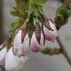 Cerisier � fleurs Shirotae