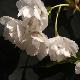Cerisier � fleurs Shirotae