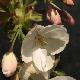 Cerisier � fleurs Ukon