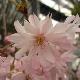 Cerisier � fleurs d'automne