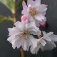 Cerisier � fleurs d'automne