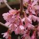 Cerisier � fleurs Okame