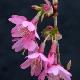 Cerisier � fleurs Okame
