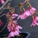 Cerisier � fleurs Okame