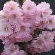 Cerisier � fleurs Accolade