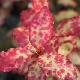 Pseudowintera Red L�opard