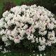 Rhododendron yakushimanum Edelweiss