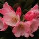 Rhododendron yakushimanum Ar Brug