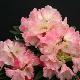 Rhododendron yakushimanum Ar Brug