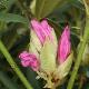 Rhododendron yakushimanum Daniel Gelin