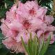 Rhododendron hybride Albert Schweitzer