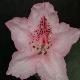 Rhododendron hybride Albert Schweitzer