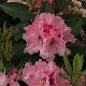 Rhododendron hybride Albert Schweitzer