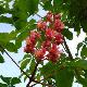 Marronnier � fleurs rouges