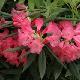 Rhododendron hybride Ana