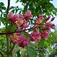 Marronnier � fleurs rouges