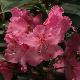 Rhododendron Betty Wormald