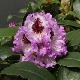 Rhododendron hybride Blue Peter