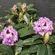Rhododendron hybride Blue Peter