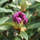 Rhododendron hybride Blue Peter