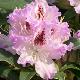 Rhododendron hybride Blue Peter