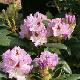 Rhododendron hybride Blue Peter