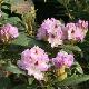 Rhododendron hybride Blue Peter