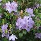 Rhododendron nain Blue Tilt