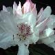 Rhododendron hybride Boddaertianum