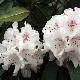Rhododendron hybride Boddaertianum