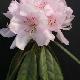 Rhododendron hybride Boddaertianum
