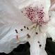 Rhododendron hybride Boddaertianum