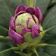 Rhododendron hybride Catawbiense Grandiflorum