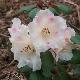 Rhododendron nain Cilpinense