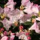 Rhododendron nain Cilpinense