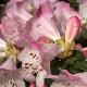 Rhododendron nain Cilpinense