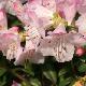 Rhododendron nain Cilpinense