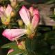 Rhododendron nain Cilpinense