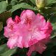 Rhododendron Constanze