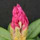 Rhododendron hybride Cosmopolitan