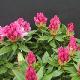 Rhododendron hybride Cosmopolitan