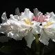 Rhododendron hybride Cunnigham's White