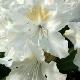 Rhododendron hybride Cunnigham's White