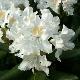 Rhododendron hybride Cunnigham's White