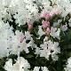 Rhododendron hybride Cunnigham's White