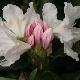 Rhododendron hybride Cunnigham's White