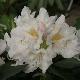 Rhododendron hybride Cunnigham's White