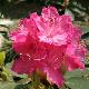 Rhododendron hybride Cynthia