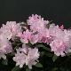 Rhododendron yakushimanum Daniel Gelin